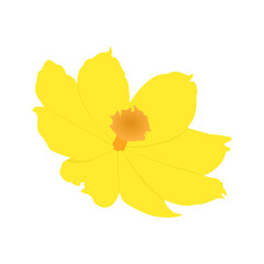 Illustration graphic of cosmos flower. Perfect for banner, social media, etc.