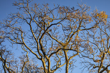 Tree With Golden Branches Under Sunset Light Rays Against Blue Sky Background