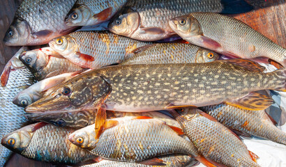 Lots of different fish caught in the boat. Fishing on the river in a boat, a big catch of fishermen. Fishing with spinning and nets, a male hobby. Commercial fishing.