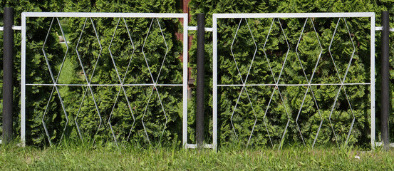 A hedge of coniferous trees grows behind an iron fence