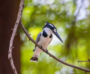 Pied kingfisher