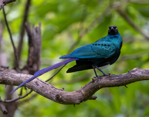 Glossy starling