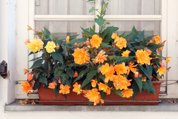 Orange flowers grow in a flowerpot on the window
