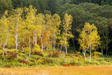 Obraz premium 草紅葉と白樺