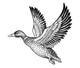 Flying duck. Ink black and white drawing