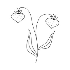 Hand drawn twig with strawberries in line art doodle style. Botanical decorative element.