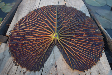 Nature's beauty beneath the water lilies leaves. The underside of a leaf, upside down. Pond Lily,...
