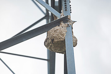 A wasp's nest is building a nest at a high-voltage steel pole.