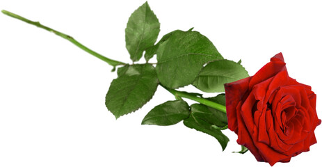 Red Rose with Green Stem