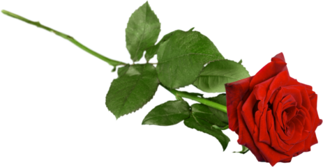 Red Rose with Green Stem