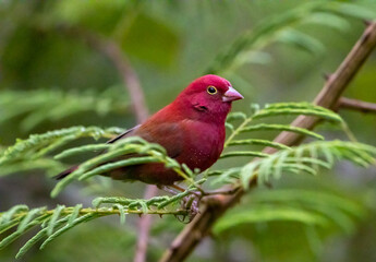 Red-billed firefinch