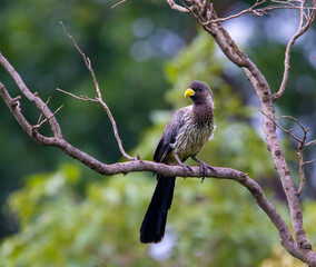 Western plantain eater