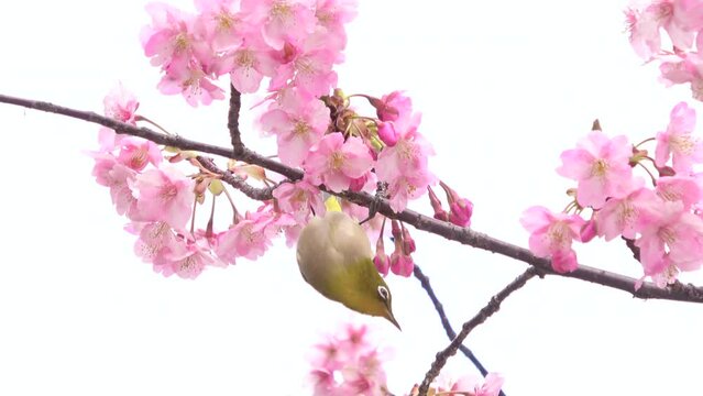 Warbling white-eye, Zosterops Japonicus bird feeding on nectar of cherry flower tree in Japan. Close up. 4K