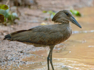 Hamerkop
