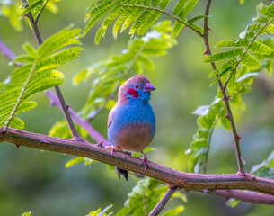 Red-cheeked cordonbleu