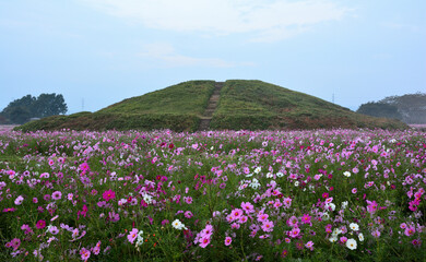 二子山古墳とコスモス畑