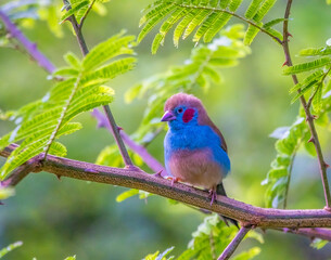 Red-cheeked cordonbleu