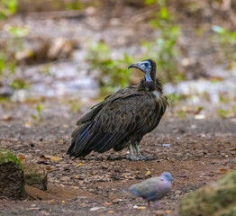 Hooded vulture