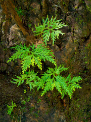 Green fresh fern leaves, natural background