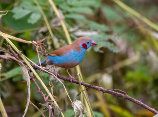 Red-cheecked cordonbleu