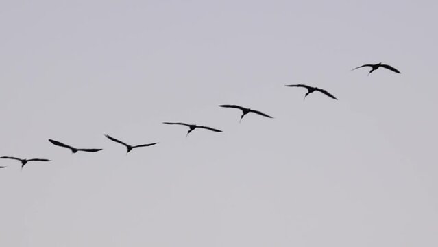 Very large groups of birds flying in the Ebro Delta. Plegadis falcinellus, invasive species. Concept of group. Slow motion