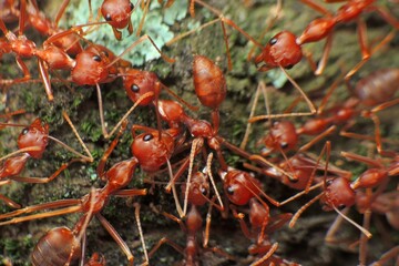 close-up of weaver ants fighting for intruder from other colony