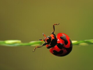close-up of ladybug on the grass