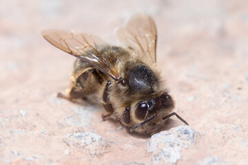 Apis mellifera resting on a concrete wall under the sun
