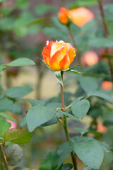 薔薇