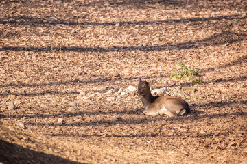 A beautiful sika deer is resting in the forest in autumn.