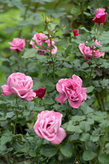薔薇