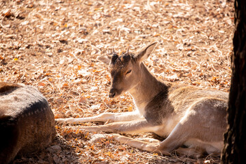 A beautiful sika deer is resting in the forest in autumn.