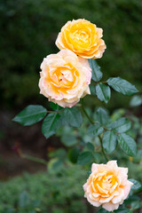 薔薇