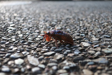 蝉の幼虫が地面を闊歩している様子