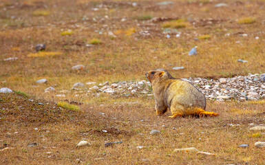 The marmot sits in the grass in the mountains, looks to the side, as if reading your text, studying, showing curiosity, interest. Copy space with place for text. Landscape with wild animals.