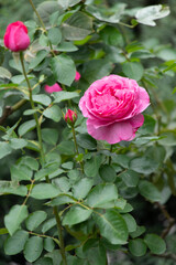 薔薇