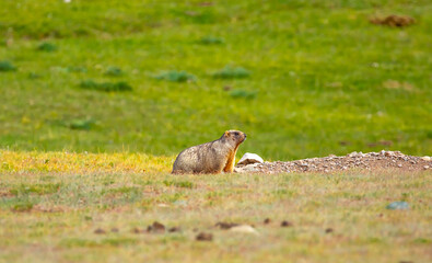 The marmot sits in the grass in the mountains, looks to the side, as if reading your text, studying, showing curiosity, interest. Copy space with place for text. Landscape with wild animals.