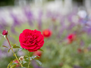 バラ園の赤いバラ