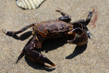 crab on the beach with open claws
