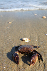 crab with mighty claws on the beach by the sea