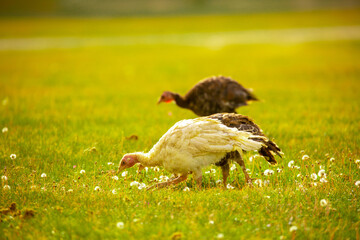 Turkeys walk on the grass in a green meadow in a pasture. Animal husbandry and agriculture in the mountains.