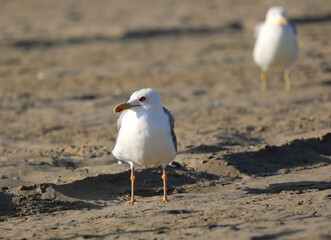 big seagull with yellow beak that paws on the beach