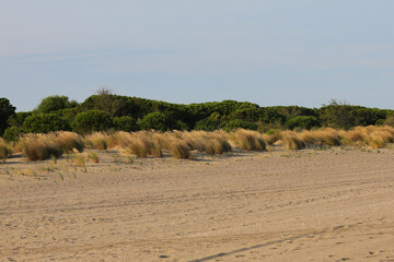 Wild landscape with sand and vegetation of the typical Mediterranean scrub
