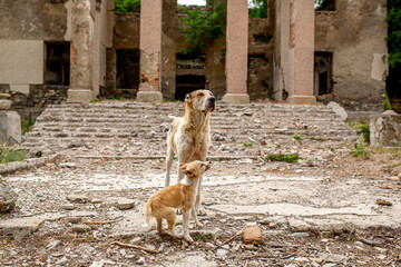 Abandoned animals on the streets of a ruined city, stray dogs near ruined houses. Destroyed and...