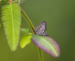 butterfly on leaf