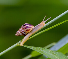 snail on a leaf © Nick Hobgood