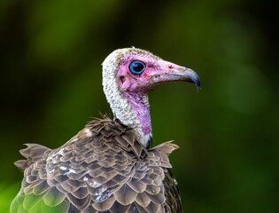 Hooded vulture
