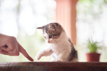 Obraz premium Kitten playing with finger on wooden table