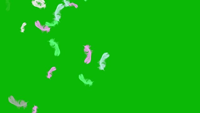 Colourful feather passing motion graphics with green screen background 