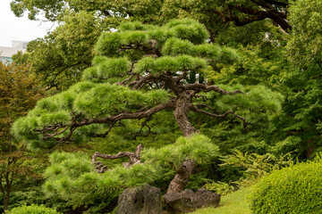 Pine trees with well arranged with the technique of prunning